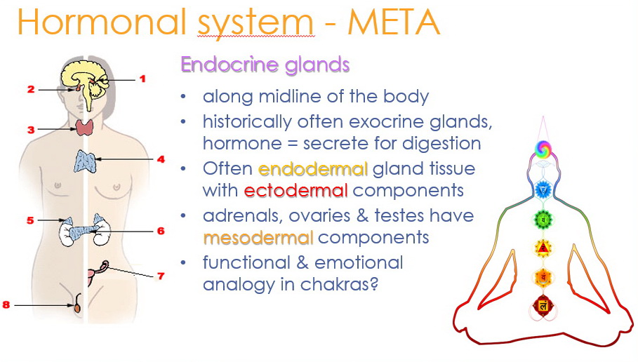 Endocrine - Chakras