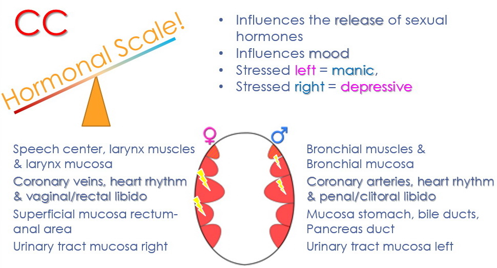 hormonal scale