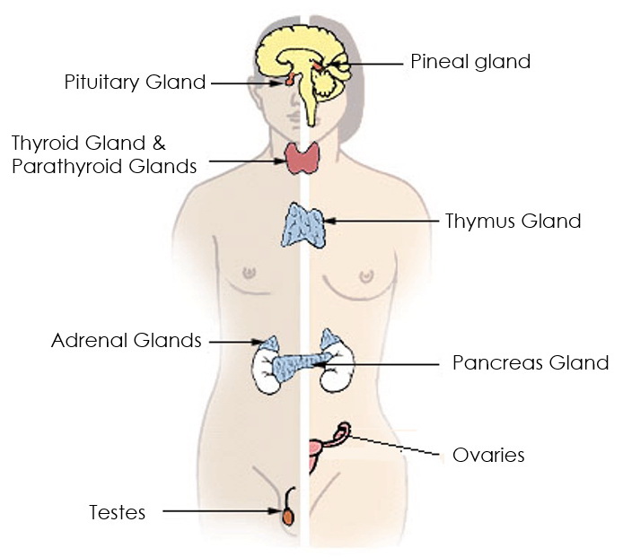 The endocrine system